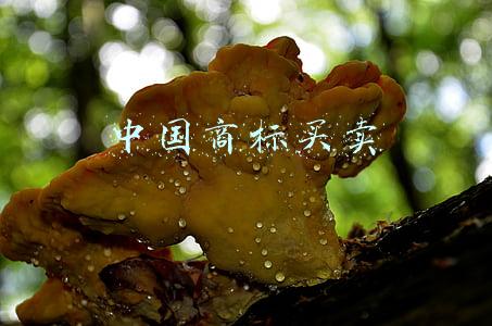 中国商标买卖