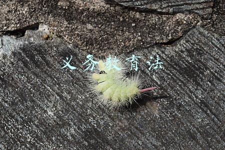 义务教育法