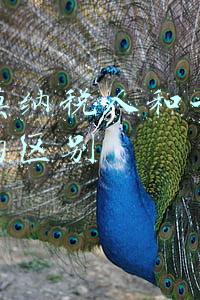 小规模纳税人和一般纳税人的区别