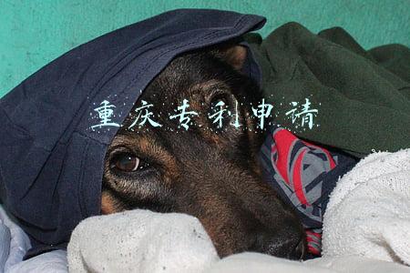 重庆专利申请