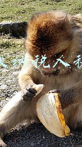 一般纳税人税率