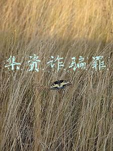 集资诈骗罪与非法吸收公众存款罪区别关键是(非法吸收公众存款罪和集资诈骗罪的区别是什么？)