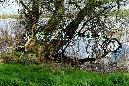 身份证怎么挂失异地(学生异地身份证补办流程)