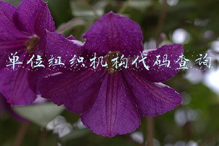 单位组织机构代码查询