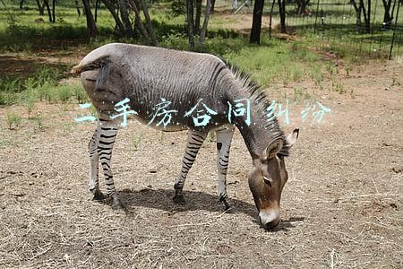 二手房合同纠纷