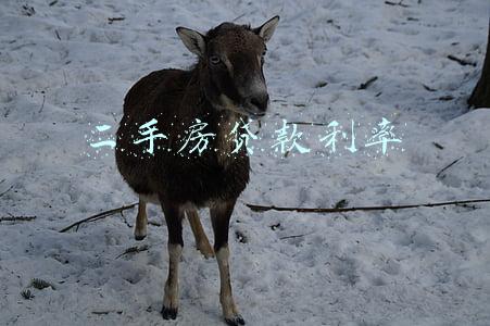 二手房贷款利率