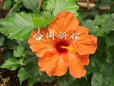 合同诉讼时效从什么时候开始计算(诉讼时效何时开始起算？)