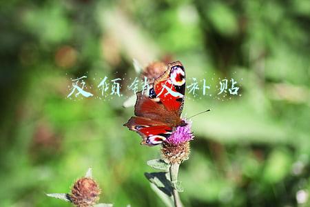 反倾销反补贴是针对不公平贸易而采取的措施(农业贸易救济：筑牢对外开放的“安全防线”)