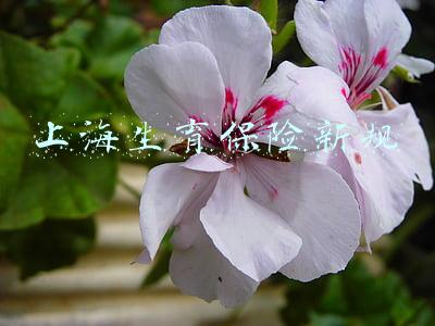 上海生育保险新规