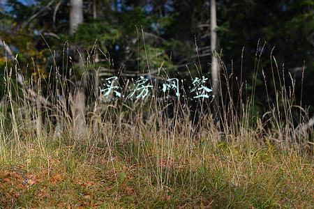 买房网签