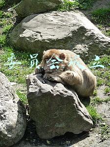业主委员会成立条件主任必须是党员吗(成立业委会党员比例是否必须达到50%)