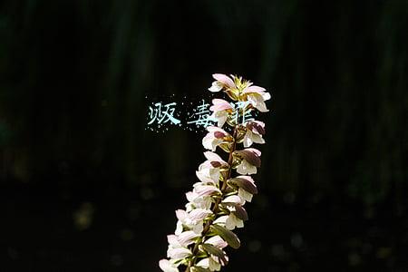 贩毒罪