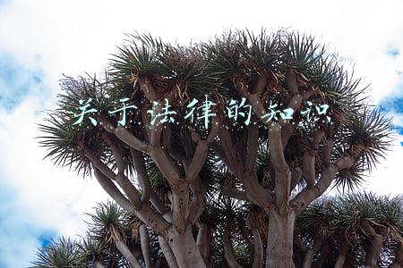 关于法律的知识