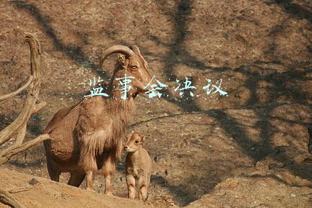 有限责任公司监事会决议(辽宁港口股份有限公司 监事会决议公告)