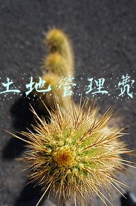 土地管理费