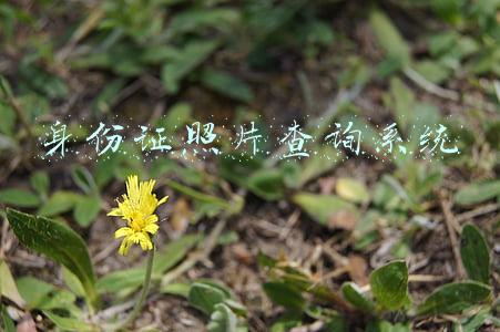 身份证照片查询系统