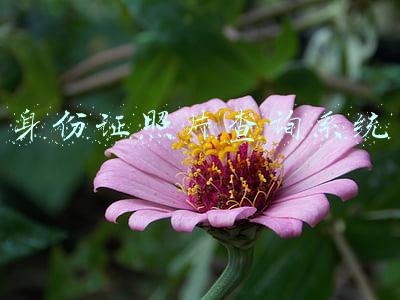身份证照片查询系统怎么看照片(一张照片能暴露多少隐私)