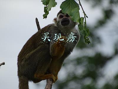 买现房