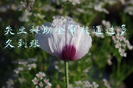 失业补助金审核通过多久到账