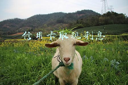 信用卡取现利息