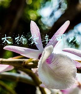 虎门大桥货车可以走吗
