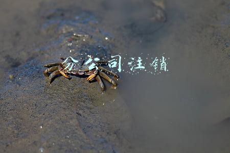 分公司注销证明范本(公司注销流程)
