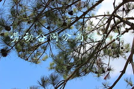 劳动合同分为哪几种