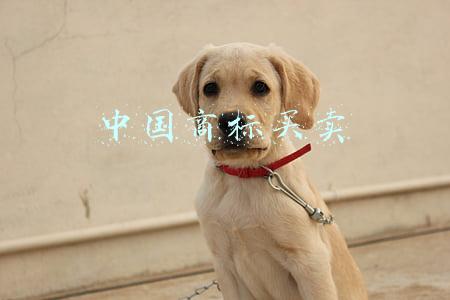 中国商标买卖