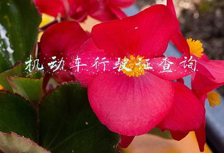 机动车行驶证查询