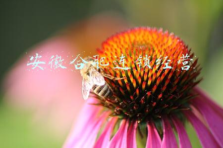 安徽合肥连锁经营现象(合肥百货：2021年实现净利润18084.92万元 同比增长31.95%)