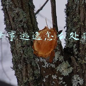 肇事逃逸怎么处罚