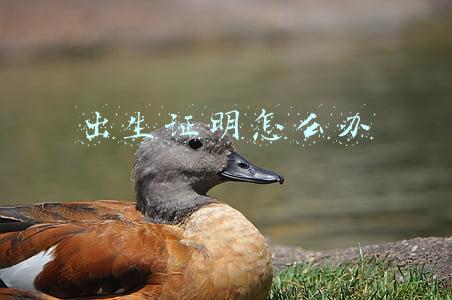 年龄错了没有出生证明怎么办(深度关注｜严明纪律纠治年龄造假)