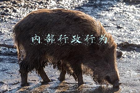 内部行政行为复核和申诉(行政法必背要点 36 条（一）)