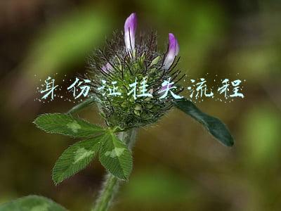 身份证挂失流程
