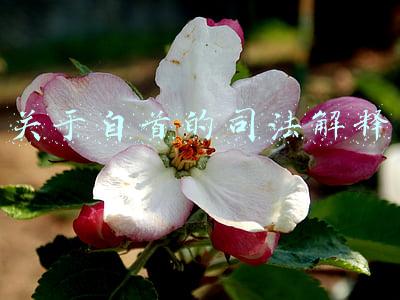 关于自首的司法解释