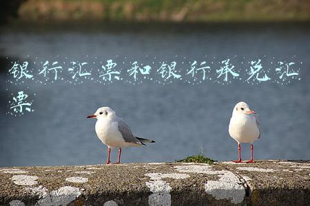 银行汇票和银行承兑汇票