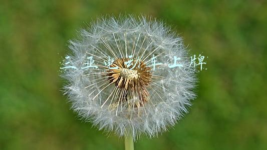 三亚电动车上牌
