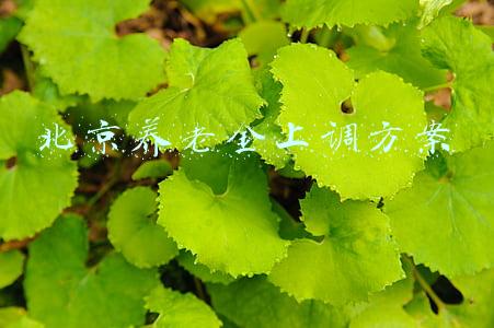 北京养老金上调方案