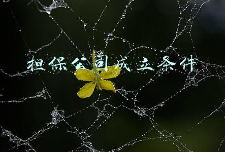 担保公司成立条件