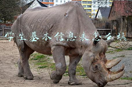 学生基本信息表怎么填写模板(学生特异体质信息登记表)