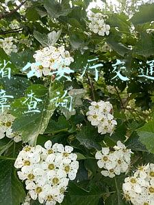 广东省公安厅交通管理局违章查询