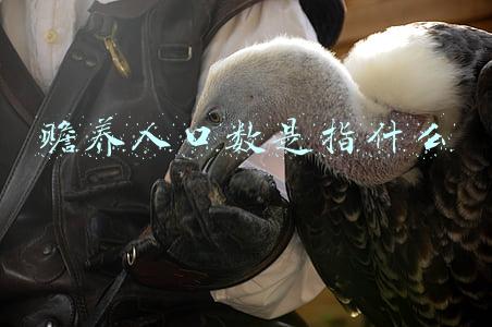赡养人口数是指什么