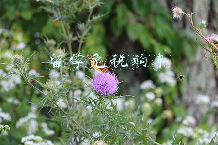 出国留学免税车(未出国全程上网课的留学生不能享免税购车政策？海关总署回应)