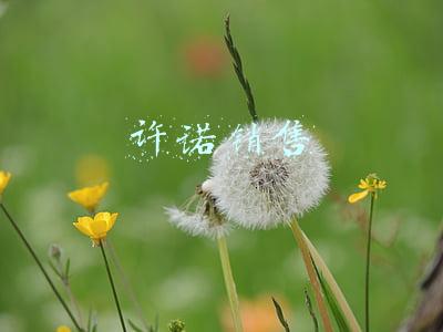 许诺销售