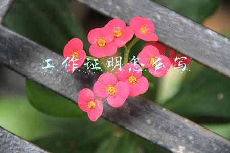 工作证明怎么写