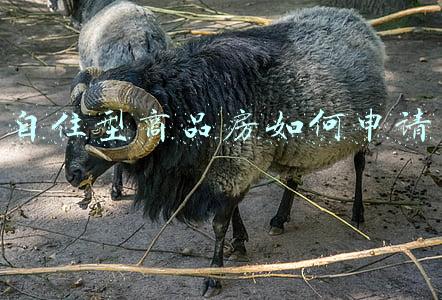 自住型商品房如何申请