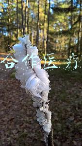 农村合作医疗报销