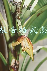 辞职报告格式怎么写
