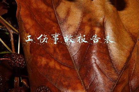 工伤事故报告表