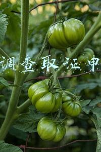 刑事调查取证申请书